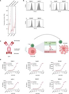 IgG-based B7-H3xCD3 bispecific antibody for treatment of pancreatic, hepatic and gastric cancer